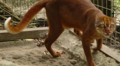 Kalimantanian cat: zriedkavé zviera z ostrova borneo