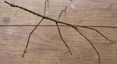 Kalimantananskej ballerového chany