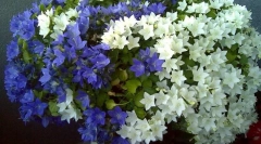 Kampaund (nevesta a ženích)