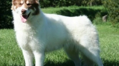 Kanadský eskimo psa