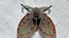 Kanalizačné polia v kúpeľni a wc