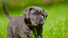 Kane corso puppies (foto): spravodlivé domáce zvieratá a spoľahlivé stráže