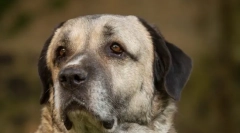 Kangal (foto): silný a elegantný priateľ človeka