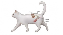 Cantares pre mačky: návod na použitie