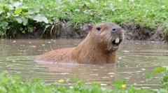 Capybara: hlodavec, ktorého pomenované ryby