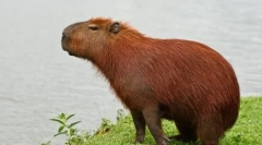 Capibara: vlastnosti údržby doma