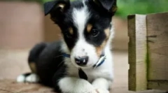 Drops bar pre šteniatka