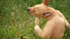 Kvapky a iné prostriedky z blchy a kliešťov pre šteniatka