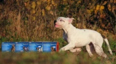 Prax kvapiek: návod na použitie