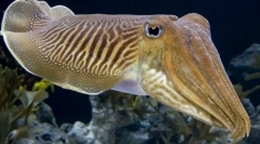 Craciatian obyčajný