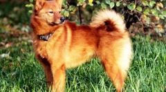 Kareliansko-fínsky husky (foto): pôvabný a deft lovec