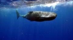 Cachelot (foto): obrovské monštrum zo spodnej časti oceánu