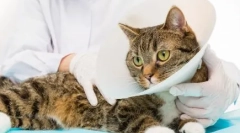 Kastrácia a sterilizácia: príslušná pooperačná starostlivosť o mačku alebo mačku