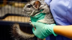 Kastrácia a sterilizácia činčilov