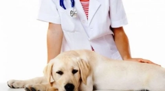 Kastrácia a sterilizácia