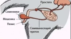 Castion cat: ako sa operácia vykonáva