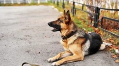 Castion dogs: plusy a nevýhody, čo veterinári hovoria