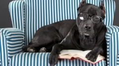 Katarakcia u psa: príčiny, príznaky, liečba, prevencia