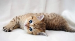 Catosal pre mačky: návod na použitie, kontraindikácie