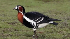 Krasarka krasnovobai