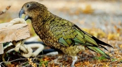 Kea