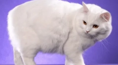 Kimric: popis plemena, funkcie obsahu a starostlivosti