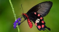 Kirkanone plachetnica