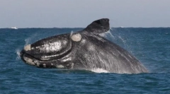 Kit hladká japončina