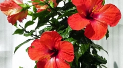 Čínska ruža (hibiscus)