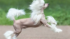 Čínske plemená psov