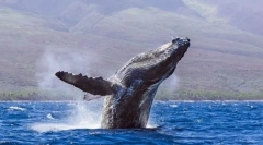 Veľryby - najväčšie zvieratá