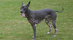 Klasifikácia plemien psov podľa typu ich vlny