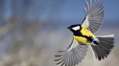 Klasifikácia vtákov