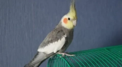 Klasický žáner: parrot spieva pod klavírom
