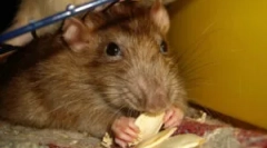 Lepidlá pre chytanie myší