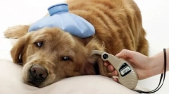 Psy kliešte: detekcia, liečba, prevencia