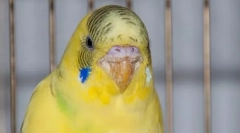 Kliešte na zvlnený papagáj: symptómy a liečba