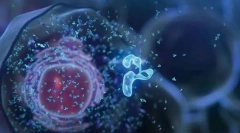 Bunka - základ života