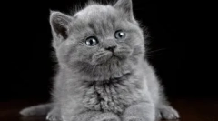 Šedá mačiatka pre mačiatka