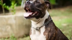 Pitbule prezývky: vyberte si meno pre domáce zviera