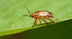 Blugs predátori a clopy parazity