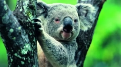 Koala: letný medveď z austrálie (animal photo)