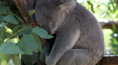 Koala: austrálsky lenivý medveď (16 fotografií)