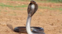 Cobra