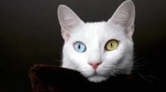 Kedy a prečo sa farba oka mení