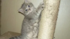 Keď mačka naostruje pazúry