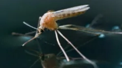 Keď sa objavia komáre a zomrieť?