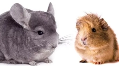 Kto je lepšie začať - chinchilla alebo morča