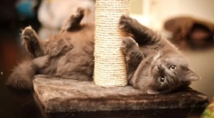 Mačky pre mačky s vlastnými rukami: pomôžte mačke a ušetriť nábytok