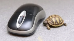 Zbierka najlepších fotografií vtipných zvierat týždenne